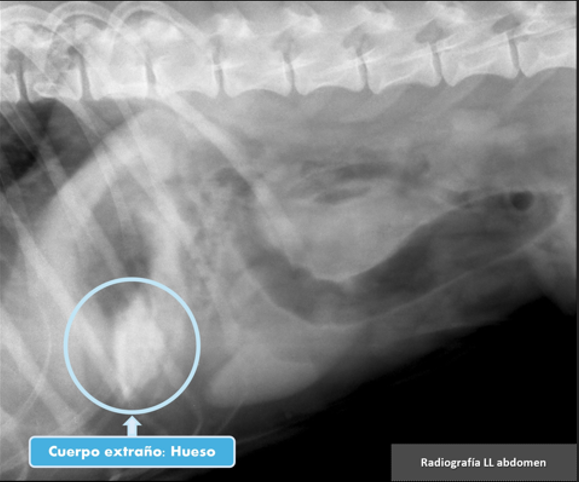 VÃ³mitos por ingestiÃ³n de huesos